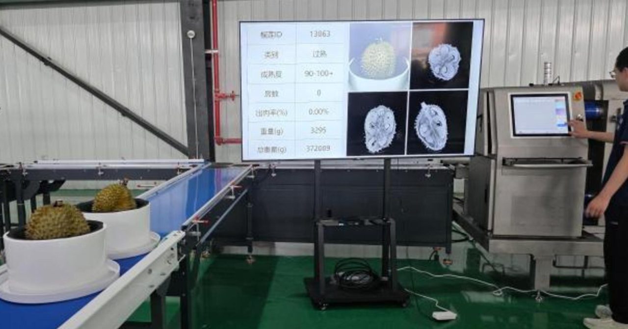 AI质检员4秒识别榴梿品质