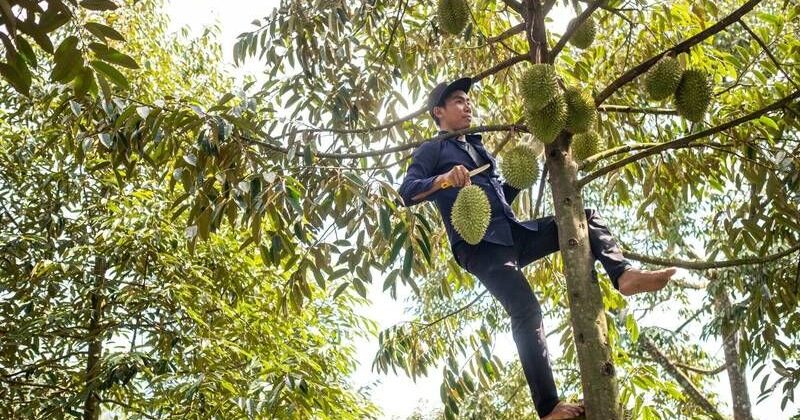 越南鲜榴梿半年13批违规 台湾食药署启动逐批查验