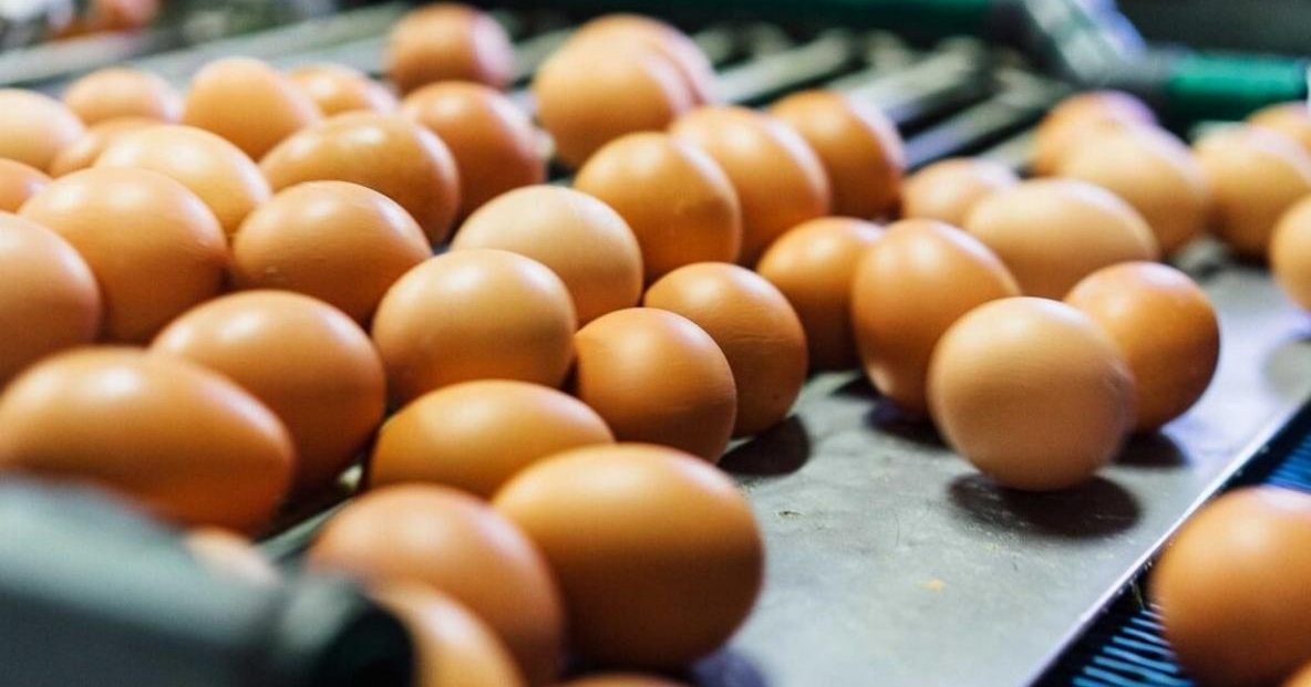 失智风险大降47％ 吃蛋助预防大脑退化