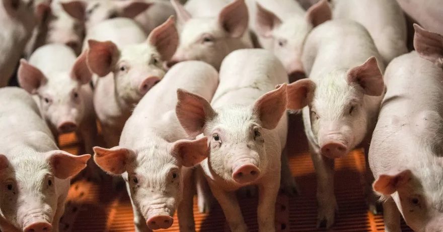 槟非洲猪瘟疫情受控 确诊猪场维持4家