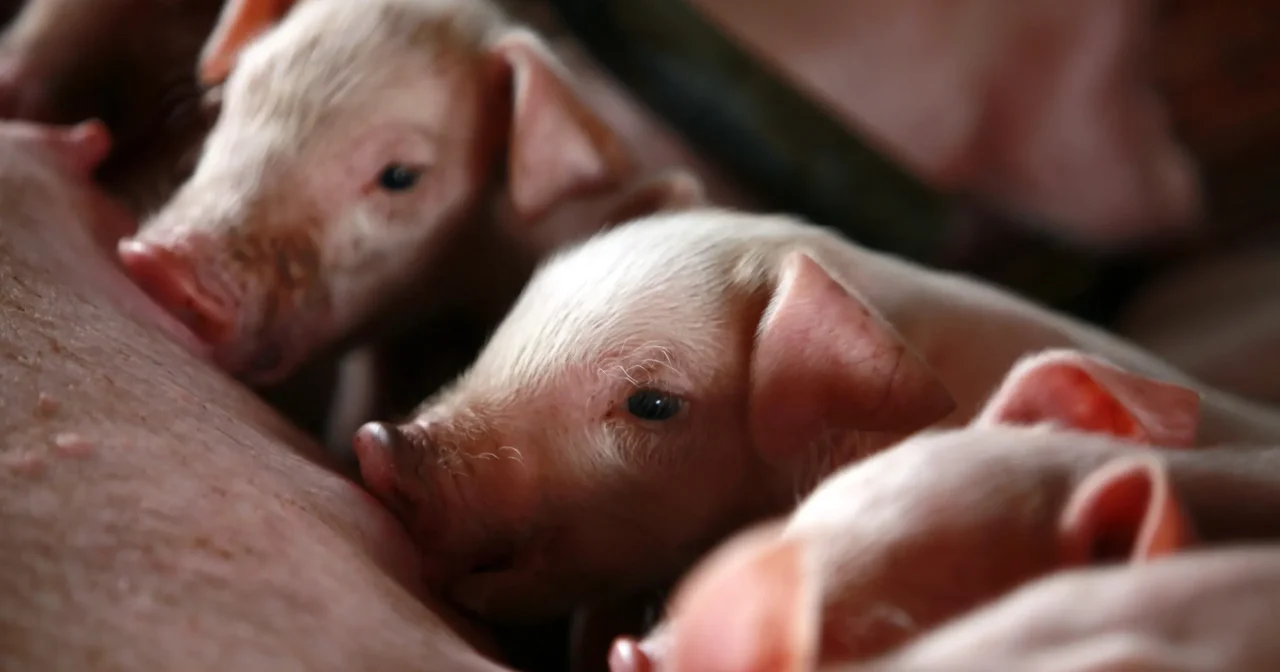 逾2000猪死于非洲猪瘟 槟兽医局严禁滥用运输准证