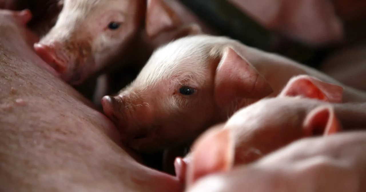 越南非洲猪瘟大爆发 10万头猪病死或扑杀