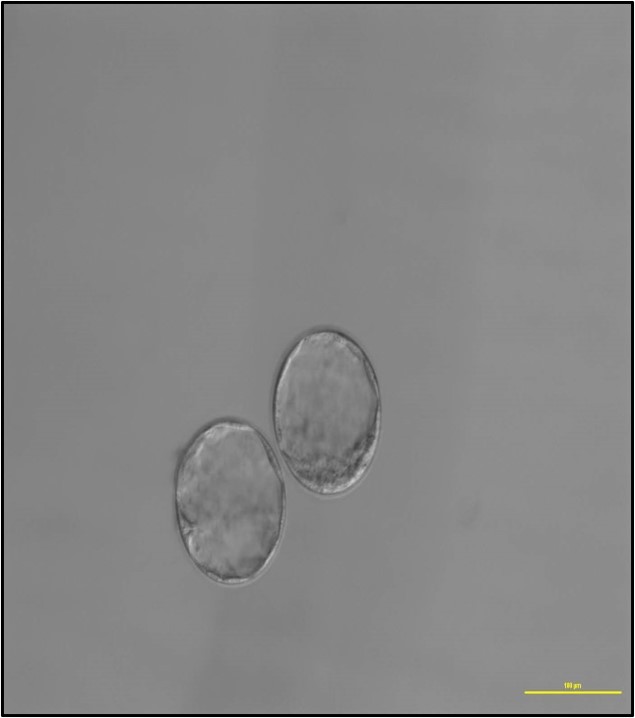 UTAR, 拉曼大学, 克隆,繁殖,胚胎