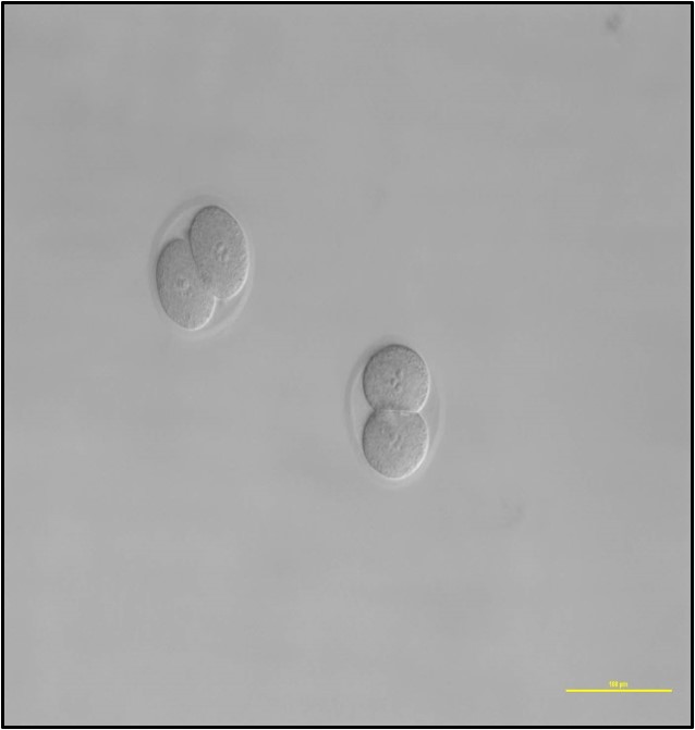UTAR, 拉曼大学, 克隆,繁殖,胚胎