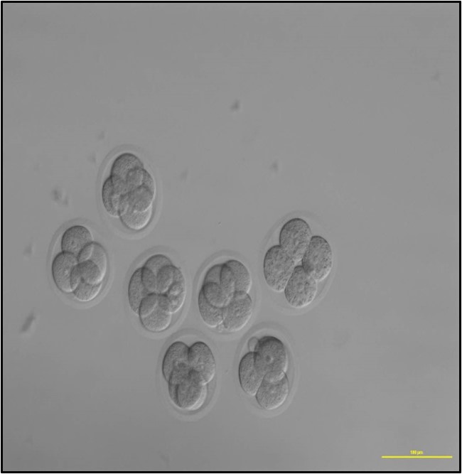 UTAR, 拉曼大学, 克隆,繁殖,胚胎