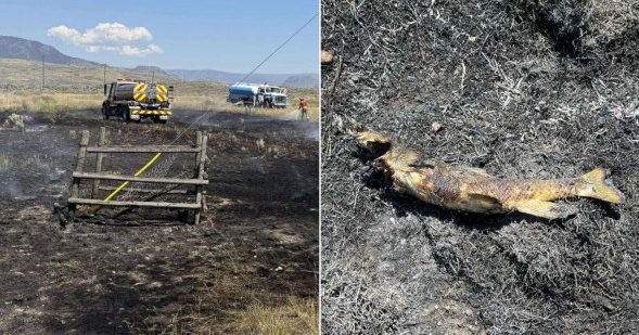 加拿大野火原因 飞鸟掉鱼惹的祸