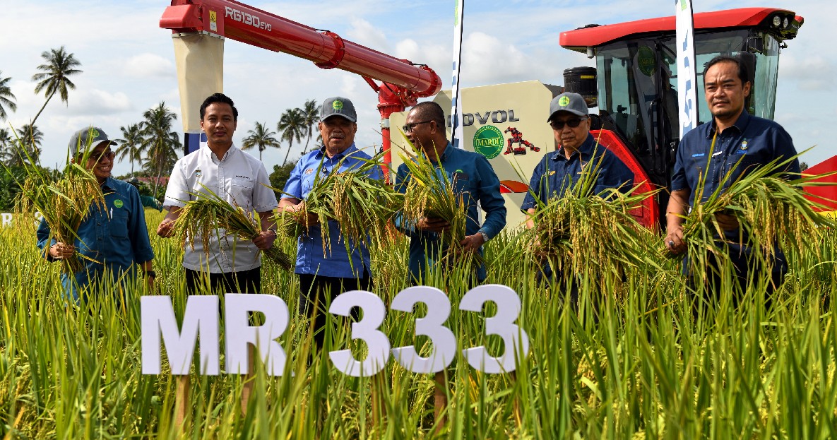 大马推介高产稻“MR 333” 产量可达每公顷近10吨