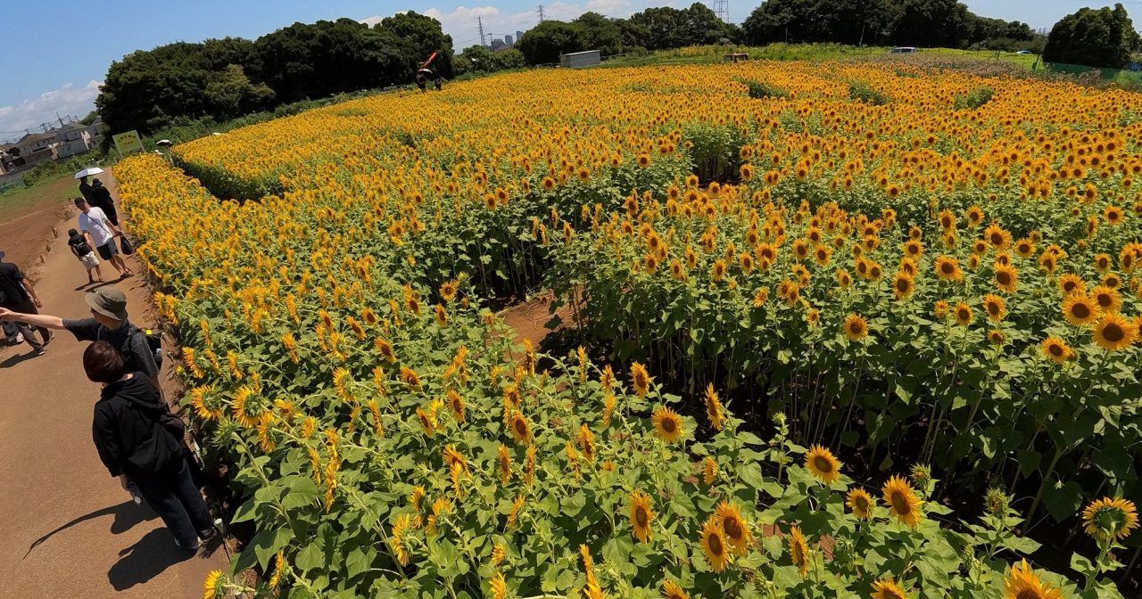游客赏花惹民怨 园主泪铲向日葵