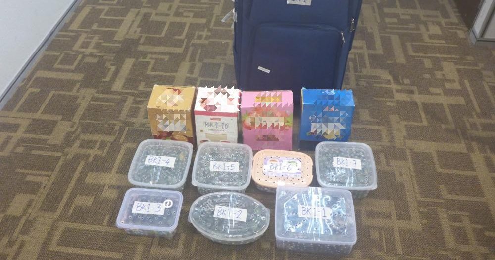 行李箱爬满龟 男子走私2500巴西龟被截
