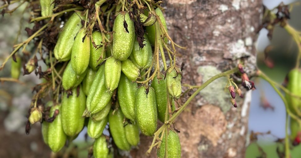 客家人下饭神物-猪乸乳/陈爱玲