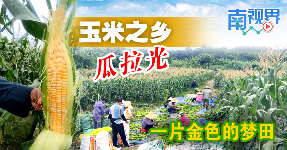 【南视界】 玉米之乡 瓜拉光 一片金色的梦田