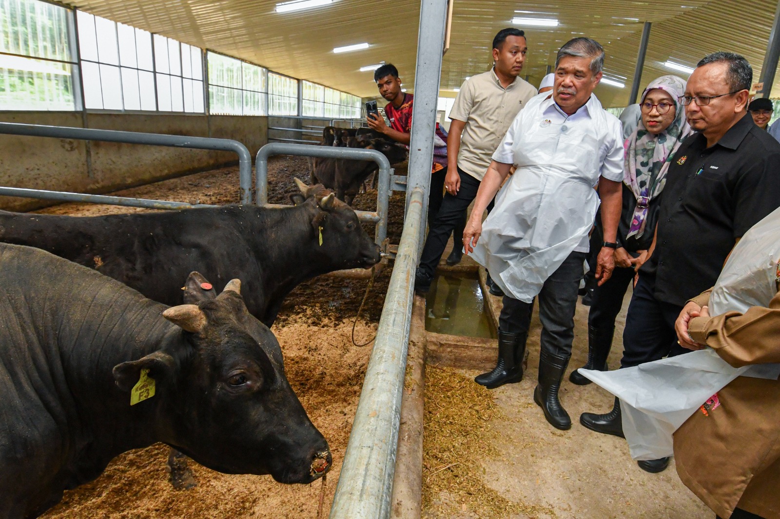 莫哈末沙布(右三)参观和牛养殖场时,听取有关和牛养殖的讲解。