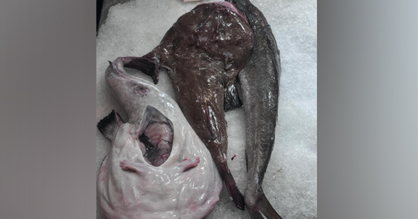 深海的丑角 安康鱼混身都是宝