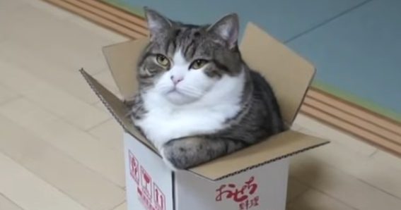 日纸箱网红猫Maru病逝 曾靠点击率过3.25亿次夺世界纪录