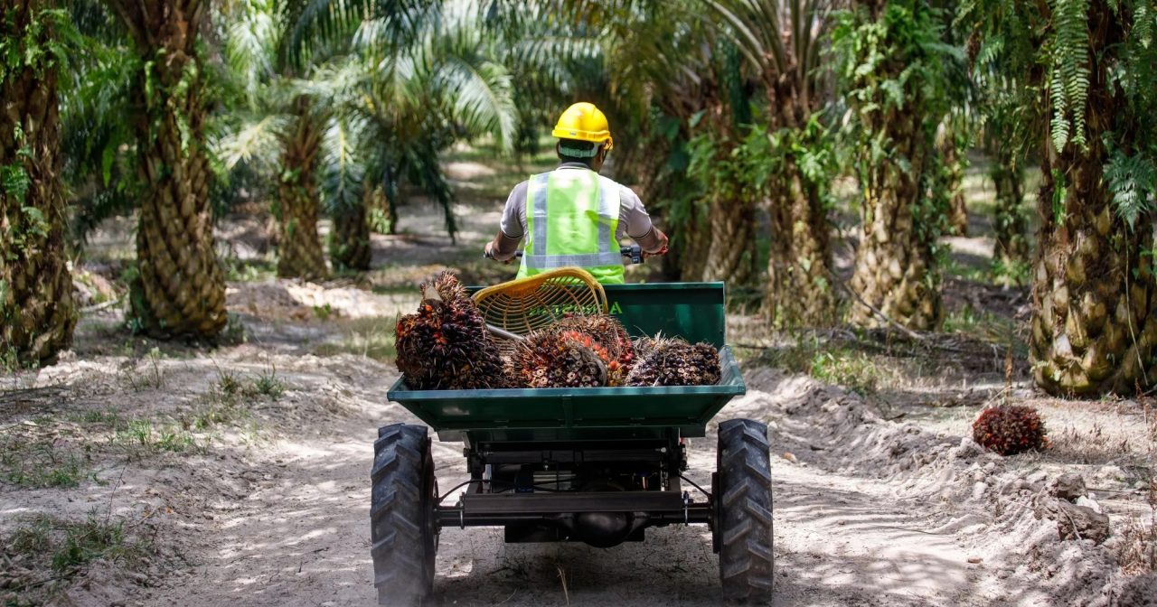 永续棕油认证普及率低 逾60%小园主需找额外收入