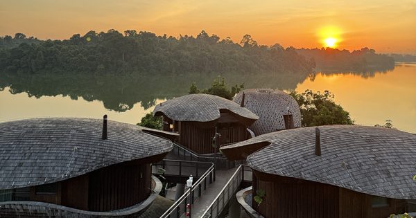 犹如住进森林与自然共生