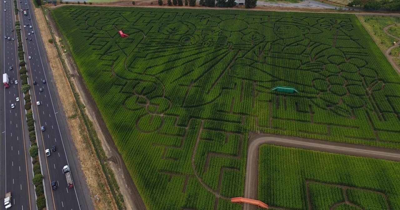 两度获健力士世界纪录 巨大玉米田迷宫重开