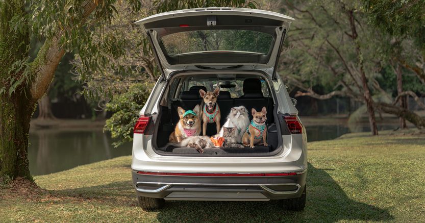 【车坛动态】福士伟根为宠物打造专属时尚