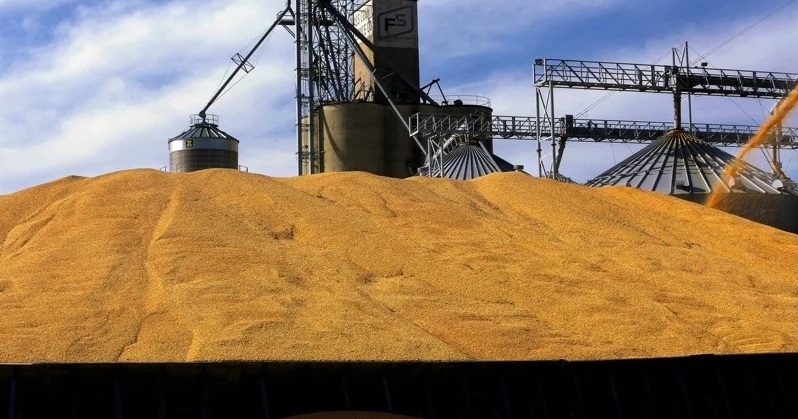 巴西大豆溢价飙升 中国商家暂停下单观望