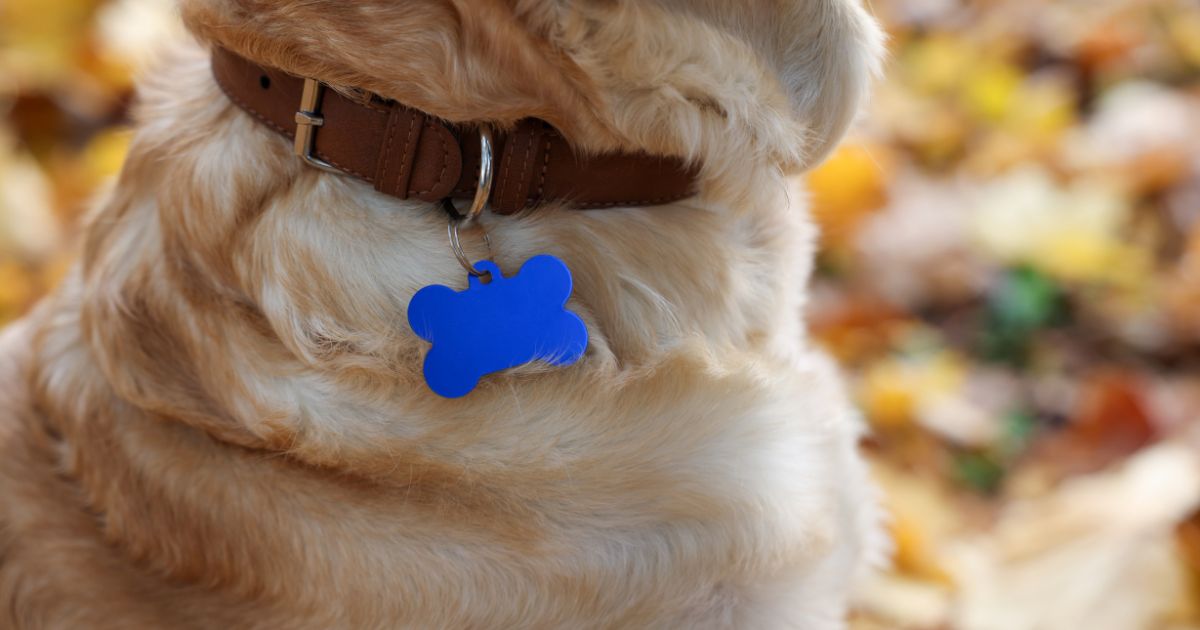 强化饲主社会责任 政府拟强制养狗者投保