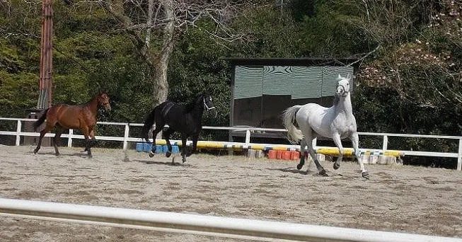 养不起人和马 日本骑兵队二维码众筹