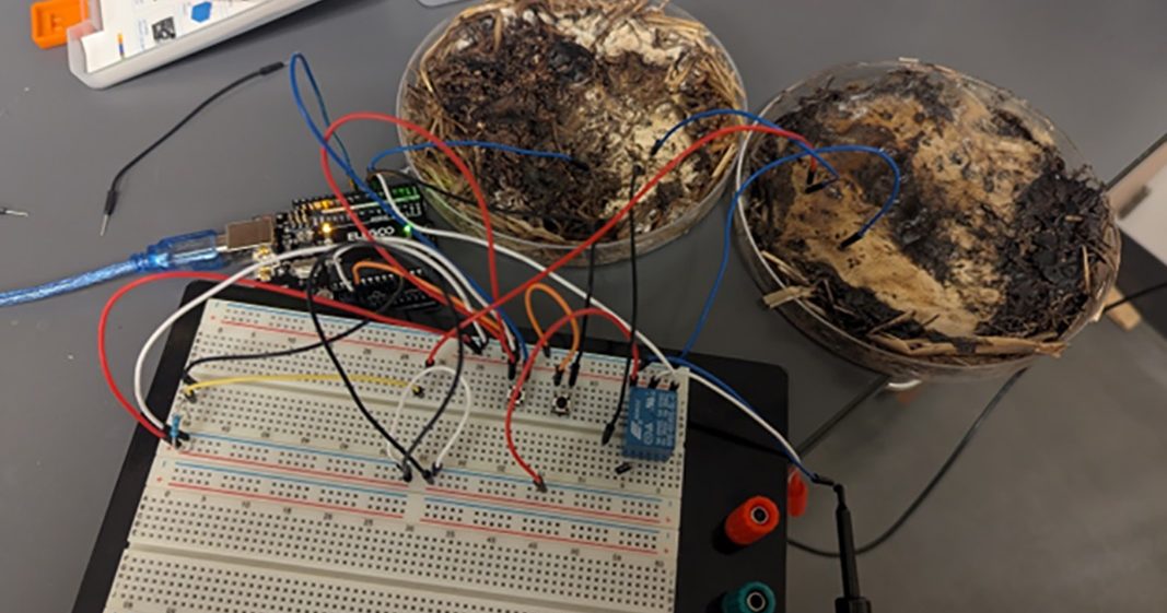 蘑菇不只可以当食物! 研究:通电后竟化身半导体
