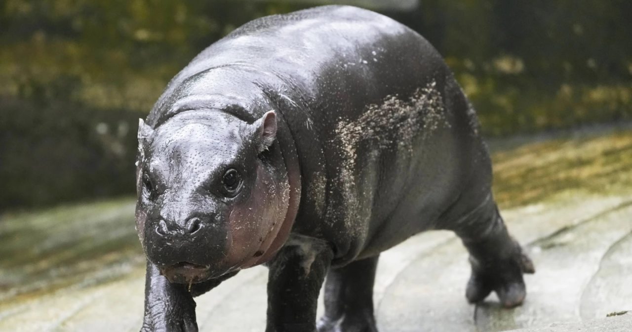 泰政府出手护品牌 成功阻中国抢注册“弹跳猪”商标