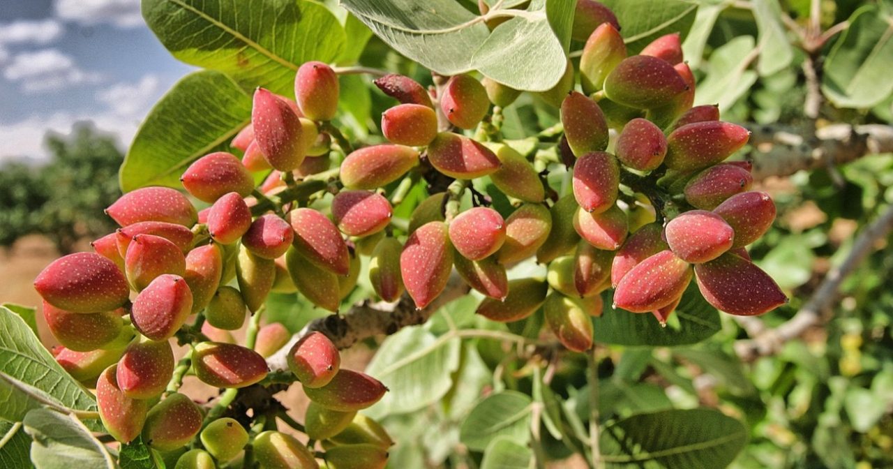 全球人疯找“开心果”