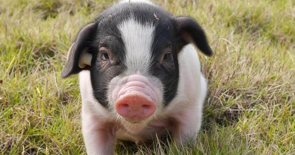 全球首宗 病人移植猪肝续命171天