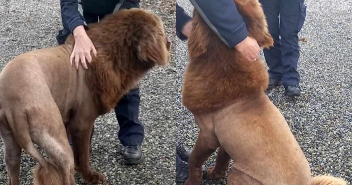 狮子树林漫步引恐慌 警方调查发现是“老鼠”