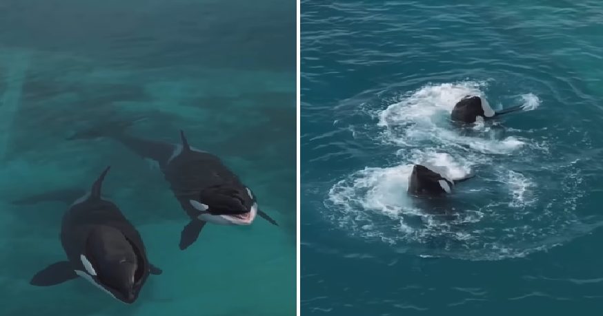 【视频】虎鲸困废弃海洋公园 见无人机“主动表演”